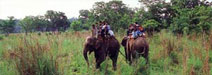 Bardia Safari